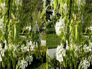 Spring awakening in 3D