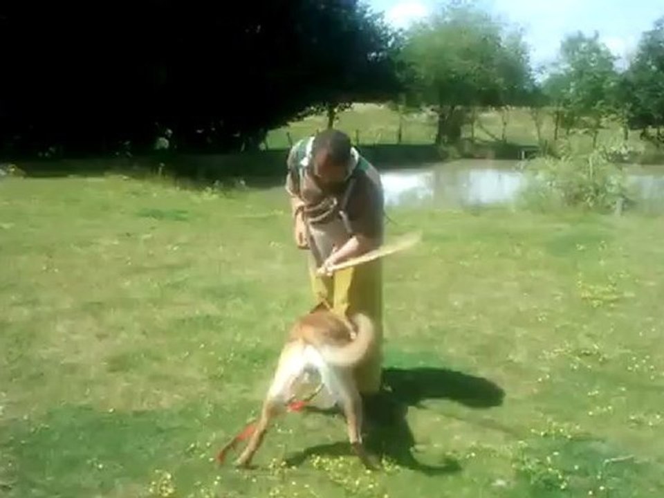 Gorki des crocs sentinelles