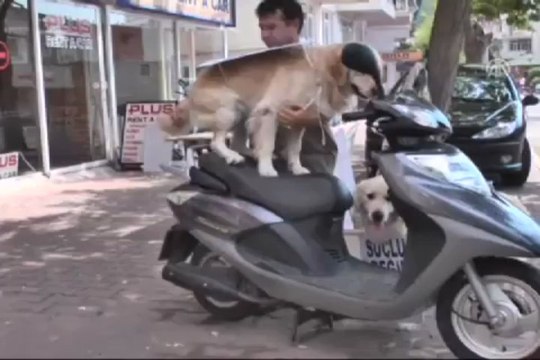 Hapis cezasına köpekli protesto
