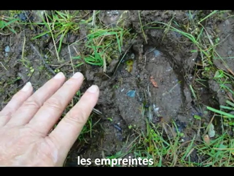 journée safaris animaux