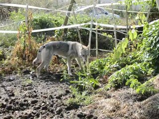 Fragance Elevage Gaia Vlka