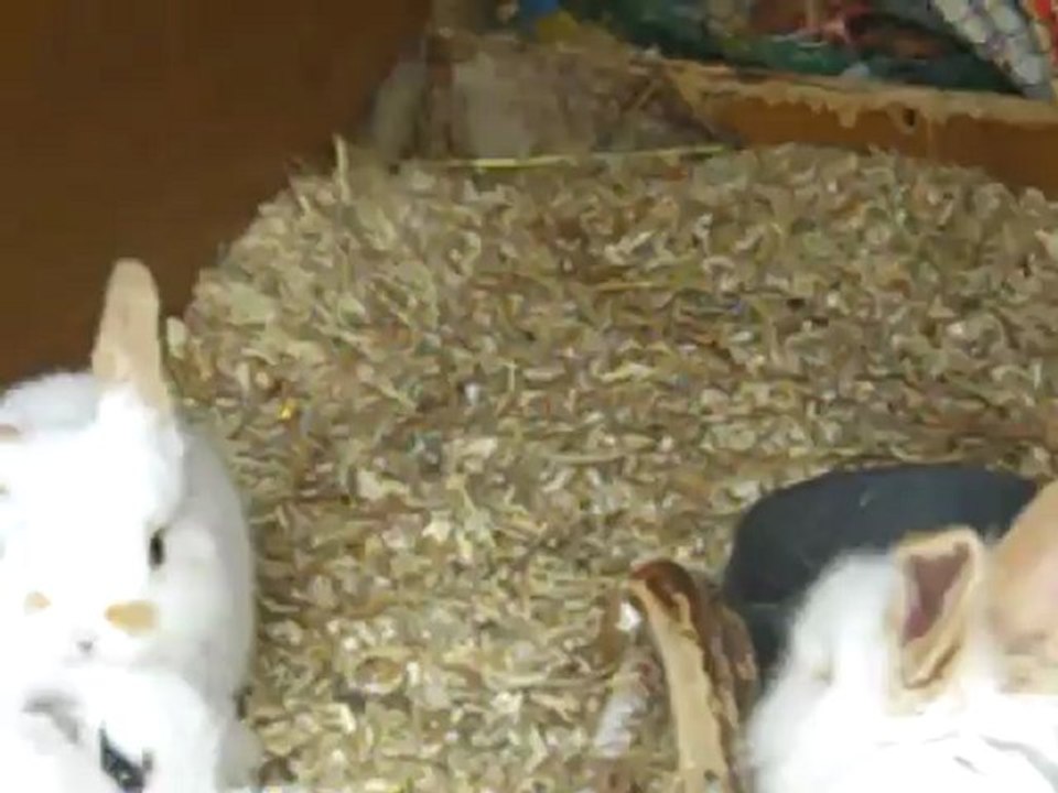 Bébés lapins nuage 1 mois