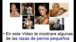 Razas de Perros Pequeños | Perros Chihuahua Bichon Maltes Teckel Salchicha Chiguagua y otros | parte 1