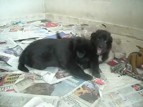 6 août 2012 : femelle verte et mâle gris, 26 jours