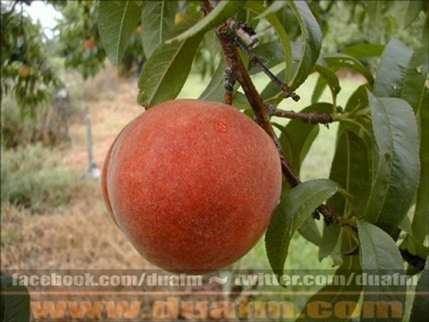 Dere Kenarından Gelen Ses - Mevlana