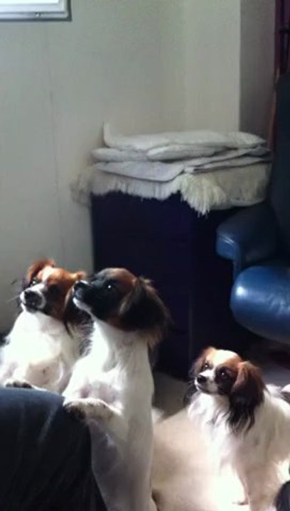 Phalenes et Vénus aiment chanter