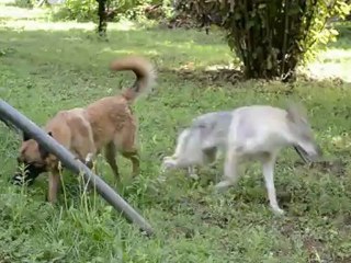 Fragance et Glover - elevage Gaia Vlka