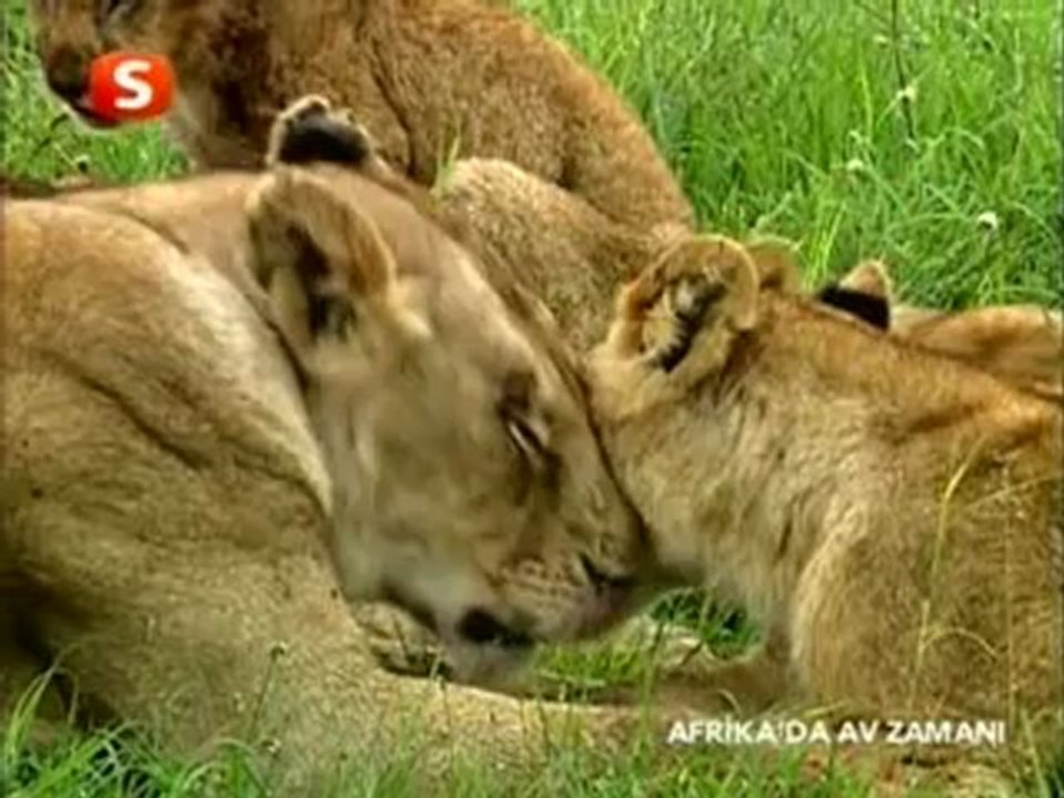 Savannah'ta Komuşuluk 2