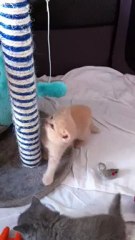 Chatons Galya 2012 - Homer et Hélios