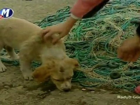 Oy Akşamlar Akşamlar (Nursaç Doğanışık & Oktay Bora Ertuğrul)