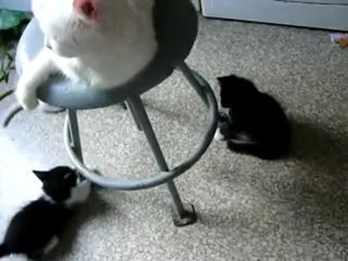 котята играются