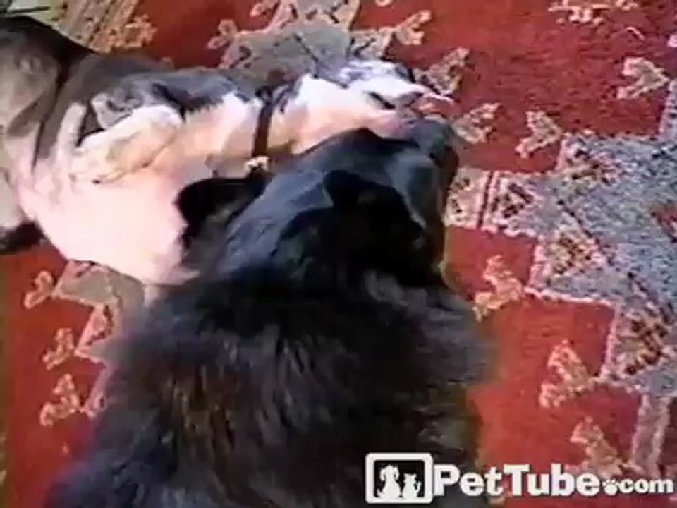 Doggie Kisses