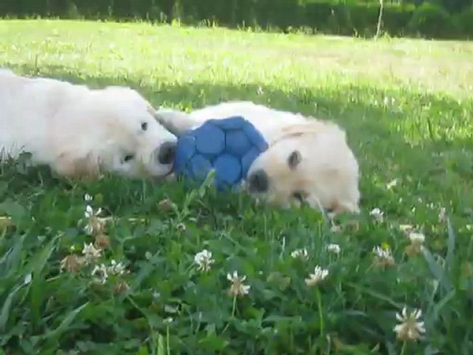 2 chiots golden et 1 ballon