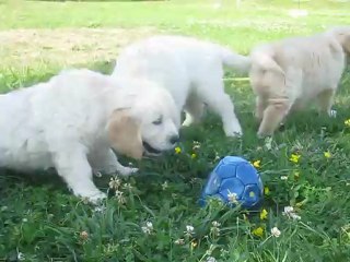 3 chiots golden et 1 ballon