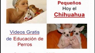 Perros Chihuahua de Bolsillo Chiguagua Enano Son Perros Chihuahueños de Raza Pequeña el Chihuahua de Bolsillo y el Chiguagua Enano