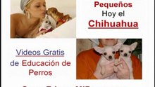 Perros Chihuahua de Bolsillo Chiguagua Enano Son Perros Chihuahueños de Raza Pequeña el Chihuahua de Bolsillo y el Chiguagua Enano