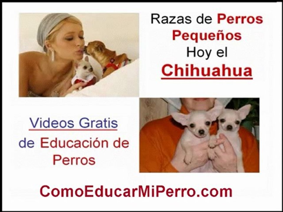 Perros Chihuahua de Bolsillo Chiguagua Enano Son Perros Chihuahueños de Raza Pequeña el Chihuahua de Bolsillo y el Chiguagua Enano