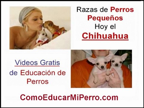 Perros Chihuahua de Bolsillo Chiguagua Enano Son Perros Chihuahueños de Raza Pequeña el Chihuahua de Bolsillo y el Chiguagua Enano