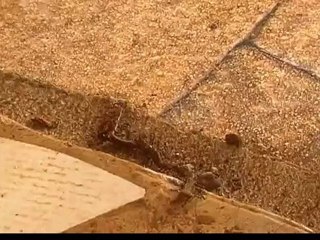 FORMIGAS TRANSPORTANDO UMA MINHOCA