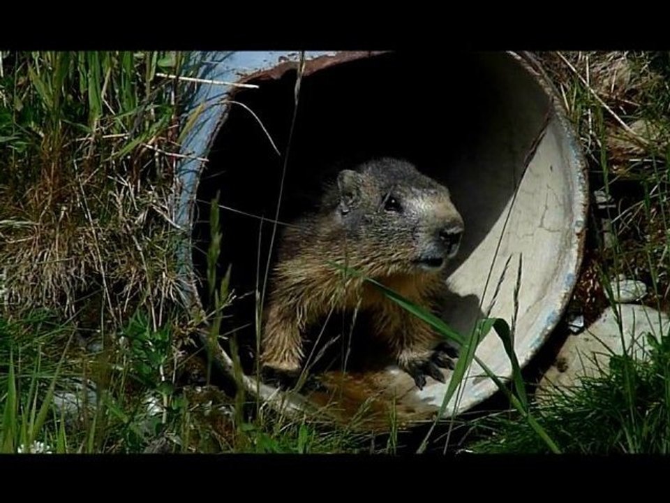 A la recherche des marmottes perdues