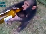 Sarhoş Maymun Elindeki Bira Alınınca Çıldırıyor