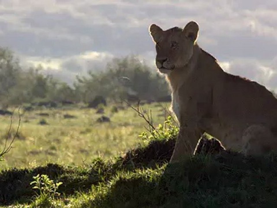 Afrika Kedileri 3