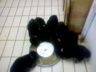 6 juillet chiot baronne  tangka ba poil long