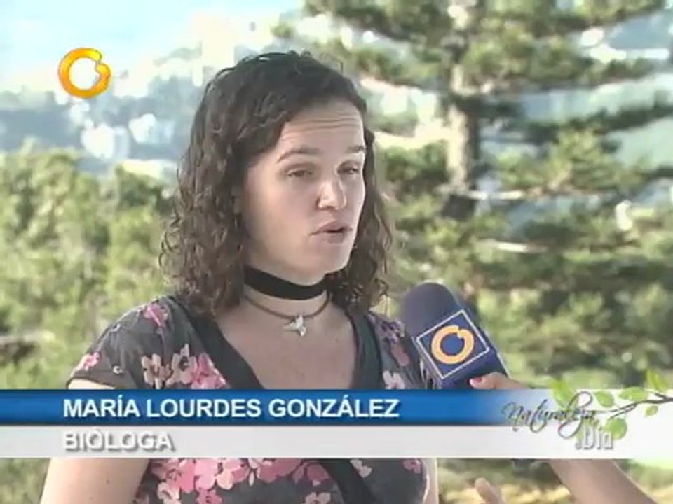 Naturaleza al Día: Conozca mas de las Guacamayas y Loros de Caracas