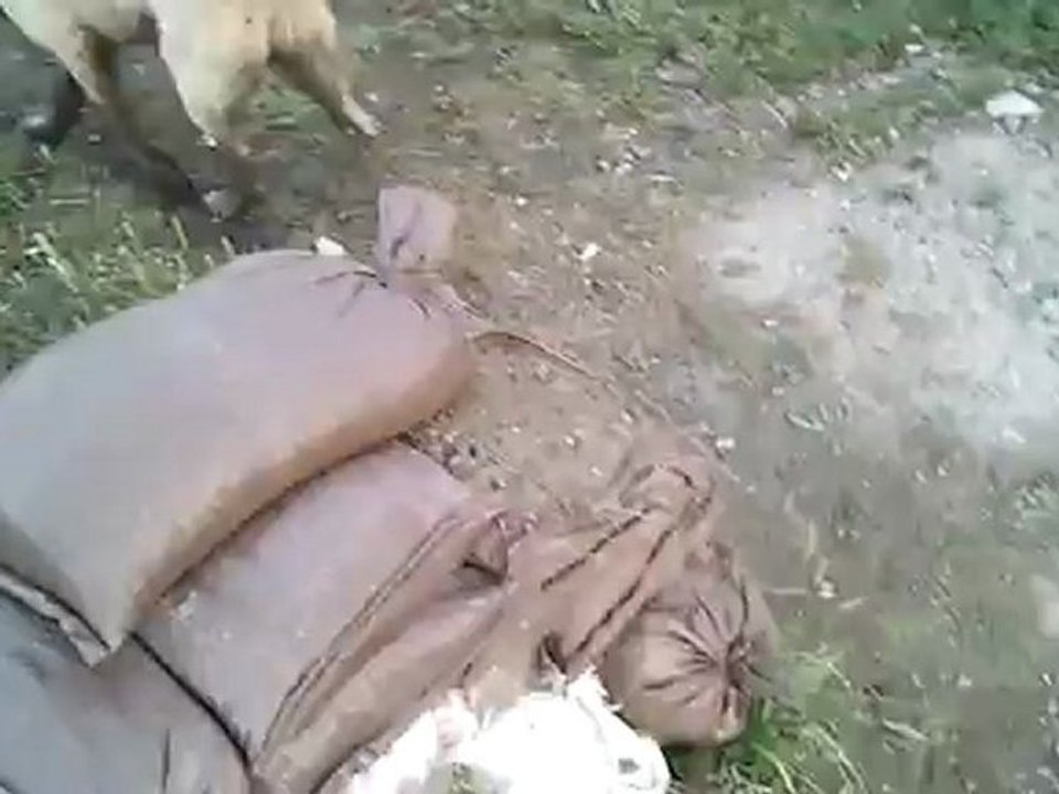 KILIÇ (KANGAL) 6,5 AYLIK HALİ
