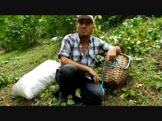 FINDIK HASADI BAŞLADI