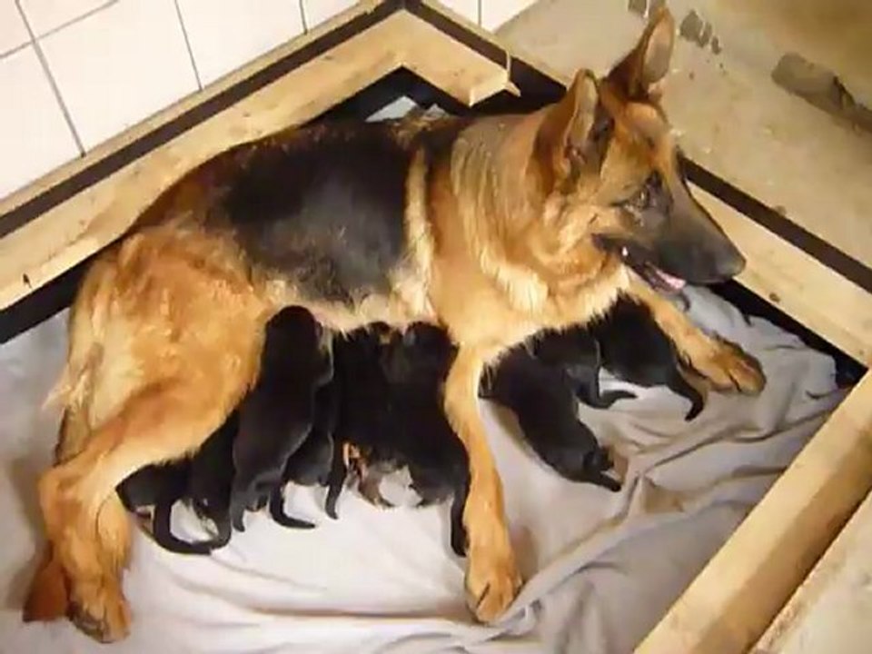 Chiots de Djilo du val d'assango et Enzo de l'acienda del  Matador.