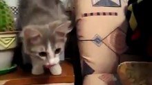 Кот ест кактус