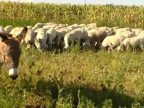 KOYUN FİYATLARI HAZER EMLAK TEL 0546 851 6657 KARS AĞRI HAKKARİ MALATYA GEBZE ÇATALCA SİLİVRİ İSTANBUL TEKİRDAĞ KIRŞEHİR SATILIK KOYUN KUZU KOÇ KURBANLIK FİYATLARI