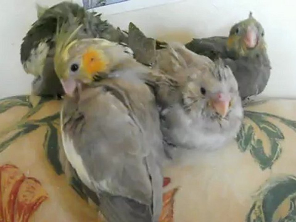 bb callo 07.08.12 066