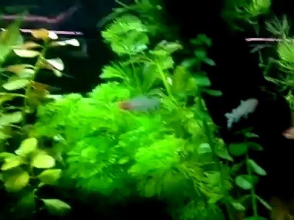 Bitkili Low Tech Tankım.(Kırmızı Burun Tetra eklendi.)