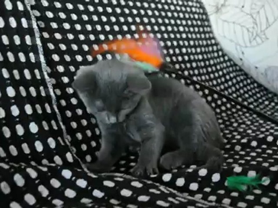 Hayden des Rives d'Estaing 3 mois