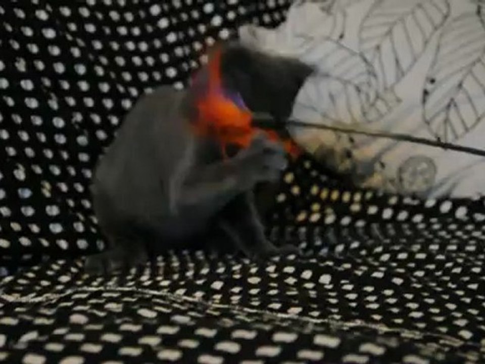 Hélian des Rives d'Estaing 3 mois