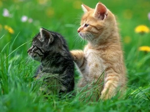 GÜLŞEN SEYRE DURSUN AŞK efe ali bal