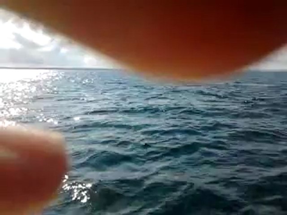 Marsouins à Ravenoville