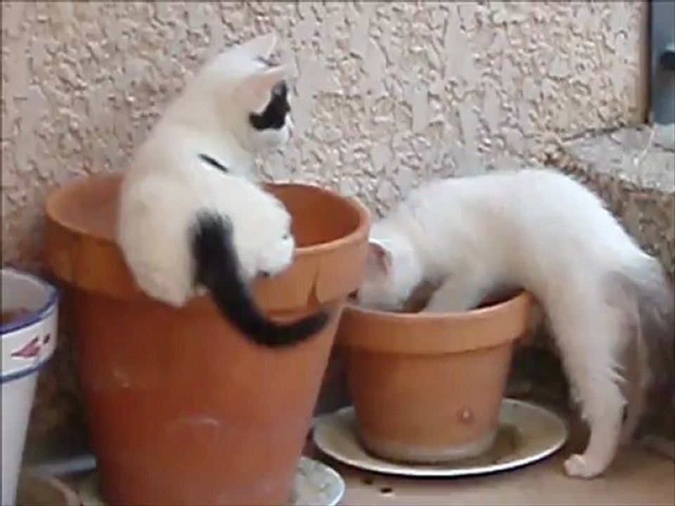 Vanille et ses trois chatons