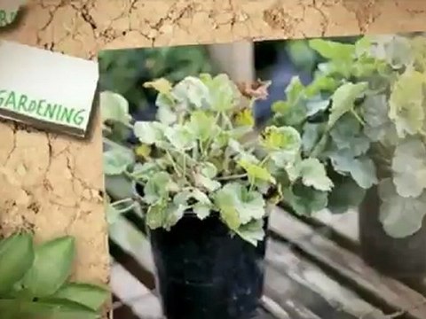 Organic gardening and organic lawn care tips