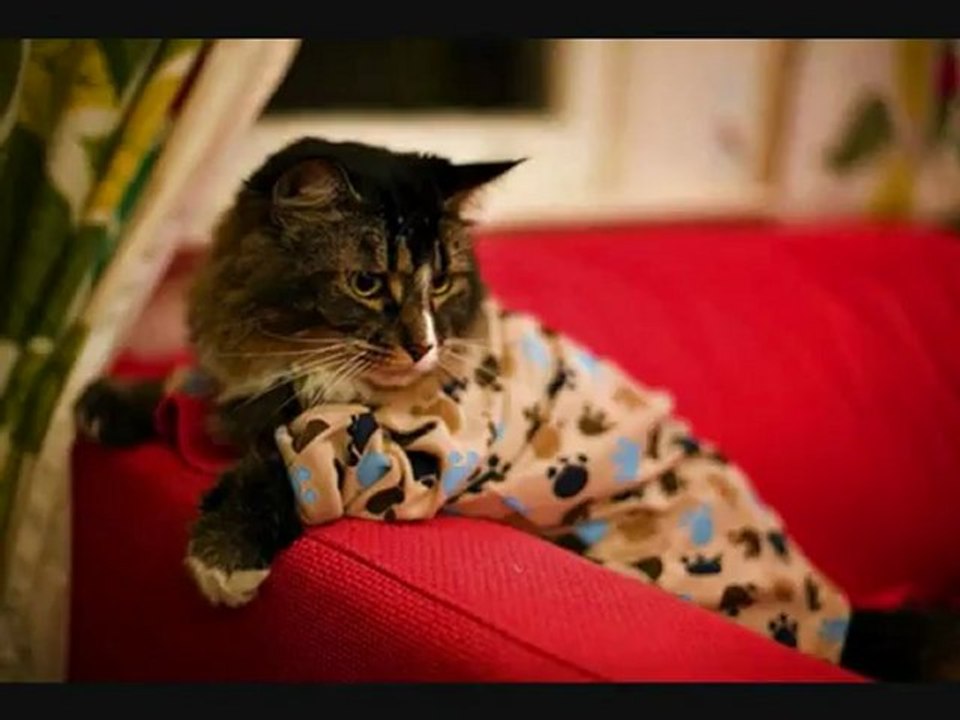 A Day, A Cat !