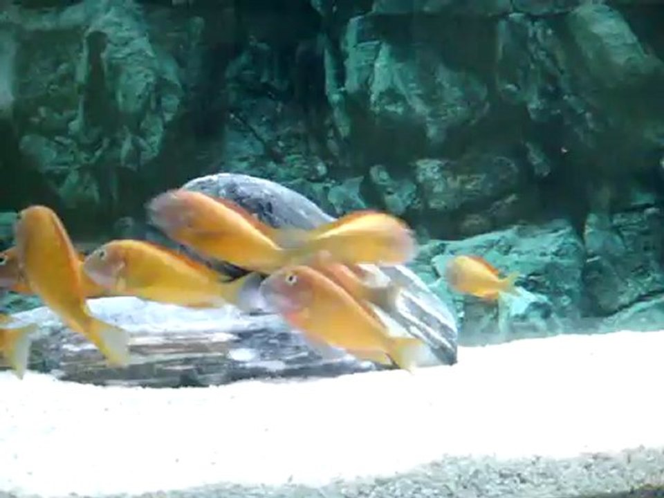 TROPHEUS İLANGİLERİM 08/08/2012