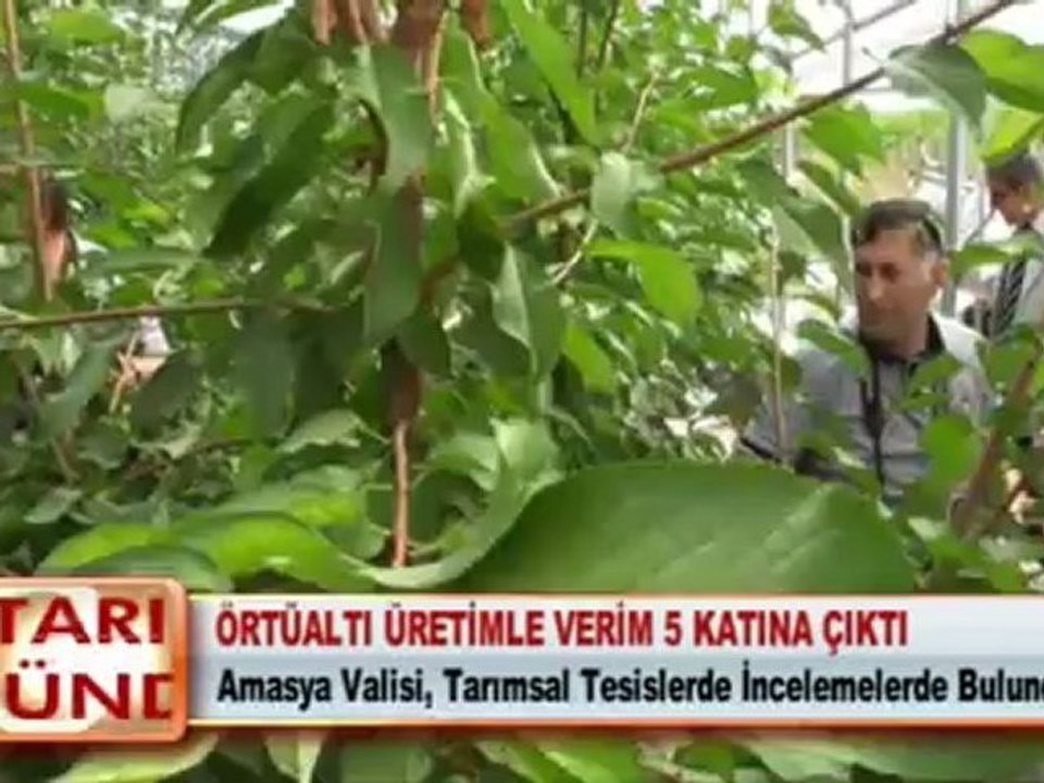 ÖRTÜALTI ÜRETİMLE VERİM 5 KATINA ÇIKTI