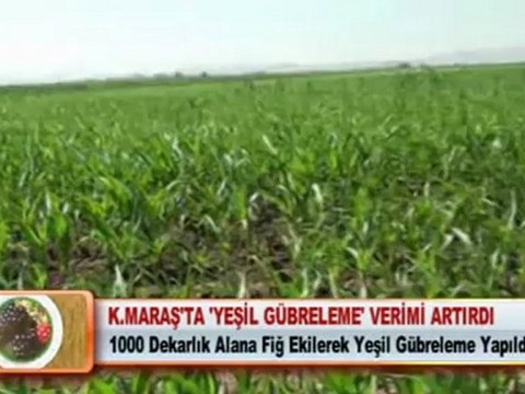 K.MARAŞ’TA ‘YEŞİL GÜBRELEME’ VERİMİ ARTIRDI