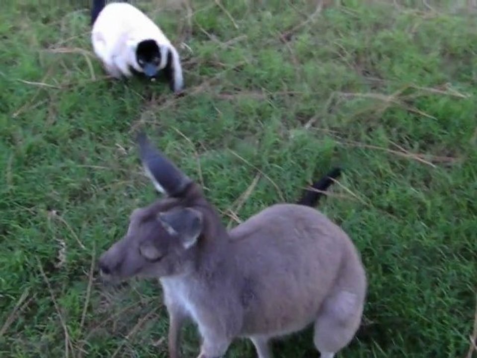 Kangourou et Lémurien joue à trappe-trappe