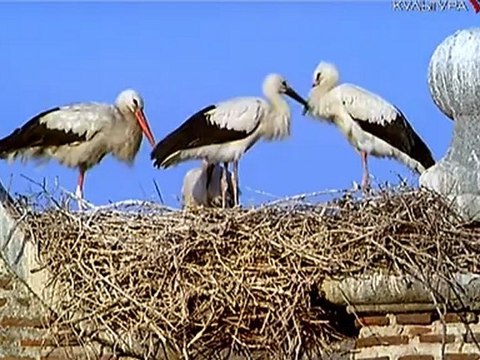 Авила. Город Святых, Город Камней