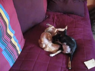 elles s amusent bien toutes les deux 2012-08-05 007