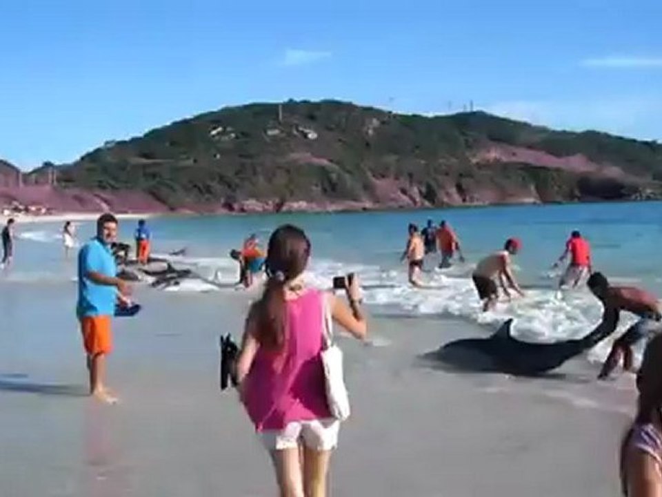 30 Dauphins sauvés sur une plage