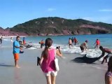 30 Dauphins sauvés sur une plage